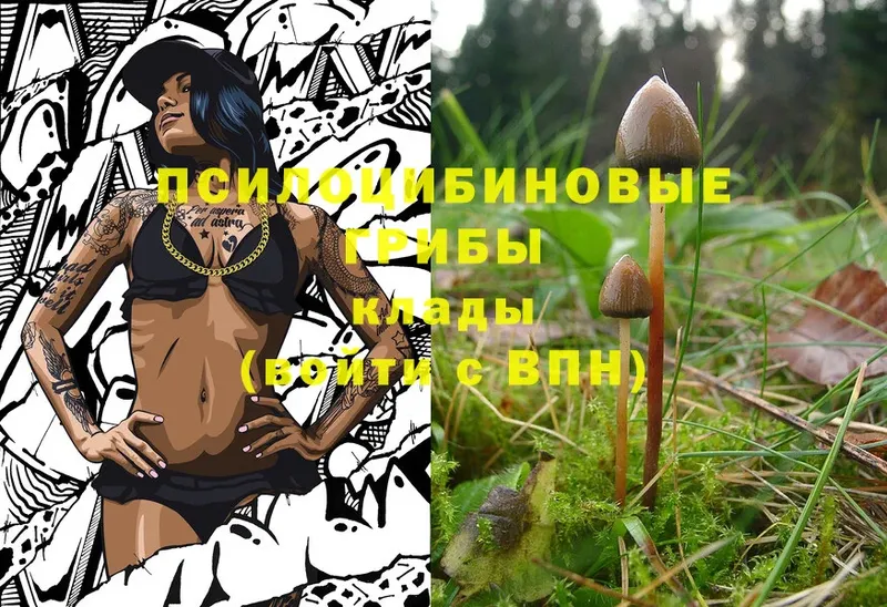 Псилоцибиновые грибы Psilocybine cubensis  Далматово 